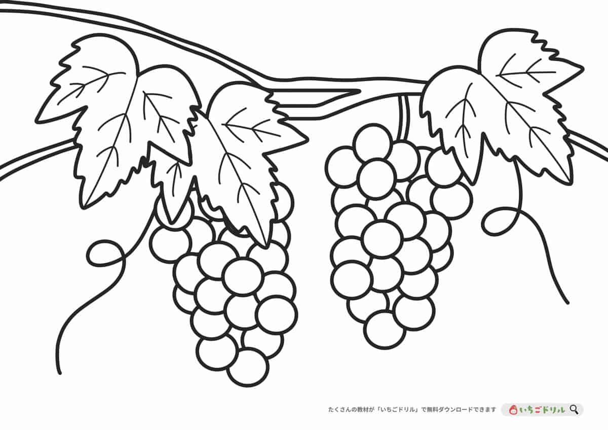 【無料ダウンロード】ぶどうのぬりえ | いちごドリル